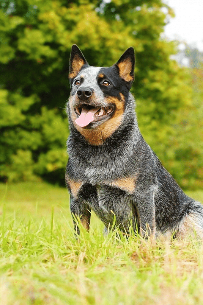 Blue Heeler: saiba tudo sobre essa raça aqui