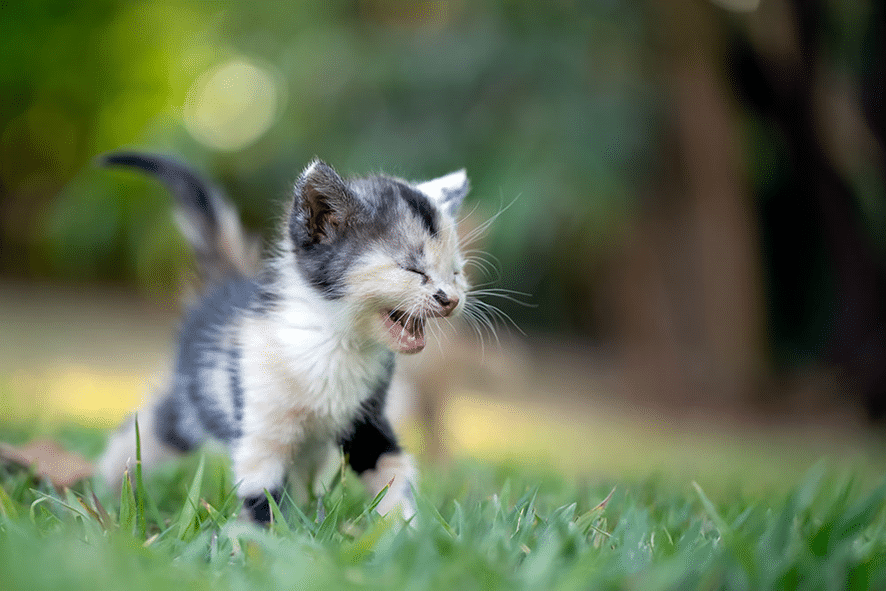 O meu gato mia de noite: porquê e o que posso fazer?