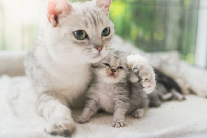 O nascimento de gatos  Informações sobre o parto das gatas