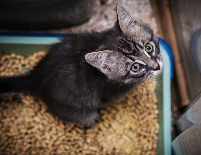 Como educar um gato desde filhote?