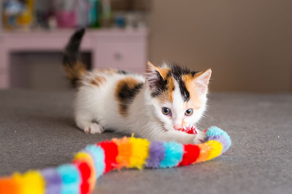 Os brinquedos que deixam seu gato mais ativo