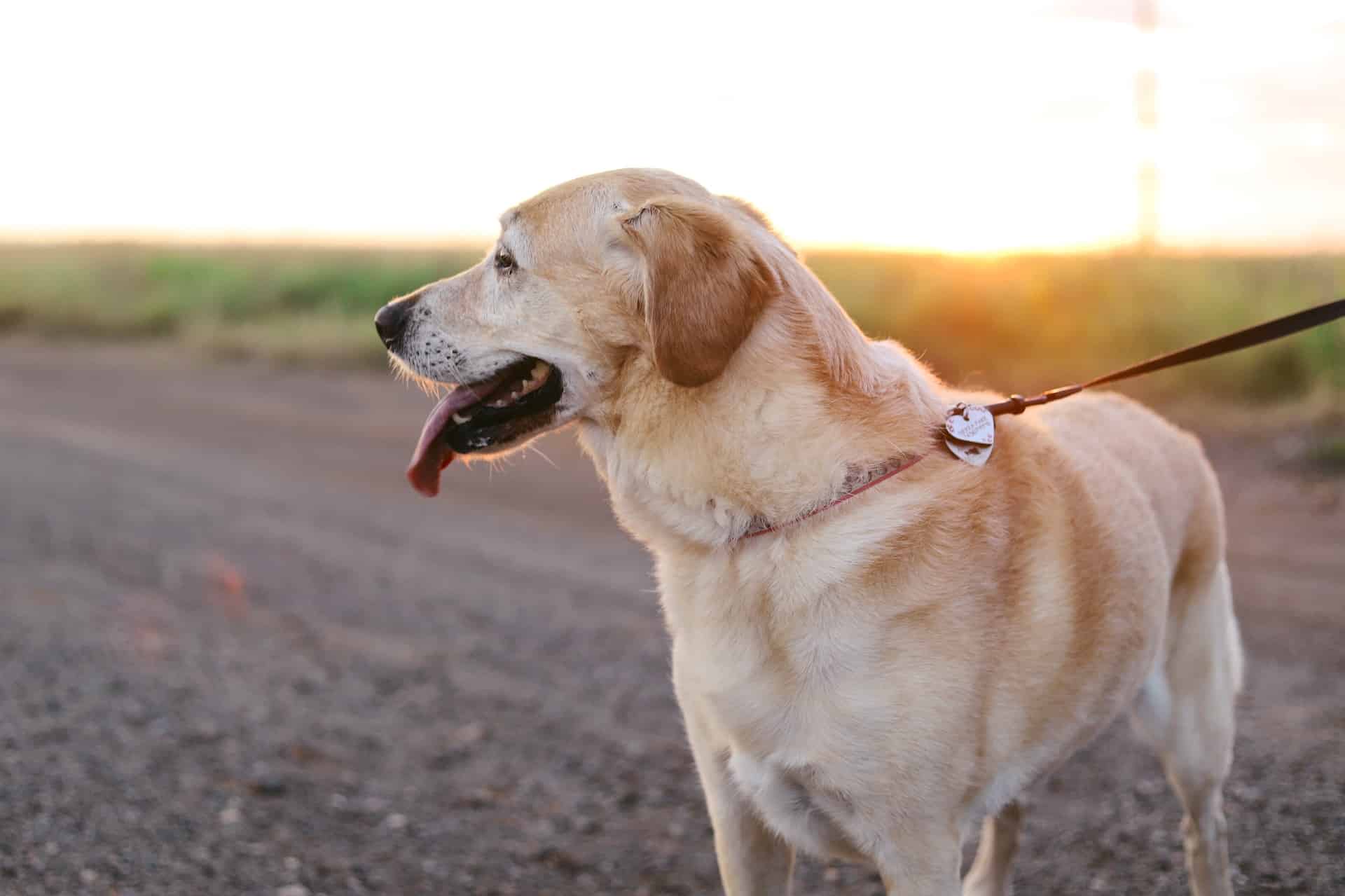 atividades para cães idosos